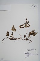 藏品(阿里山陰石蕨)的圖片