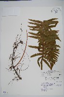 藏品(大葉水龍骨)的圖片