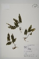 藏品(長尾鐵線蕨)的圖片