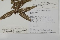 藏品(頂囊肋毛蕨)的圖片
