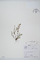 藏品(鐵角蕨)的圖片