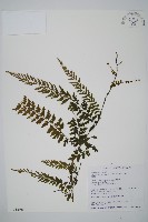 藏品(瓶蕨)的圖片