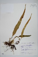 藏品(粵瓦葦)的圖片