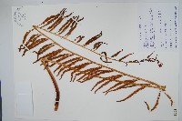 藏品(粗齒革葉紫萁)的圖片