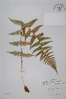 藏品(亞二型鱗毛蕨)的圖片