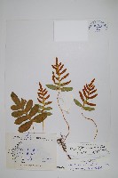 藏品(紫柄假瘤蕨)的圖片