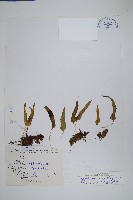 藏品(耳基寬帶蕨)的圖片