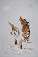 藏品(福山氏耳蕨)的圖片