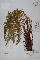 藏品(烏柄耳蕨)的圖片