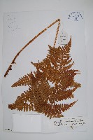 藏品(重齒鱗毛蕨)的圖片