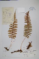 藏品(薄葉水龍骨)的圖片