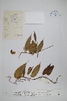 藏品(白莖假瘤蕨)的圖片