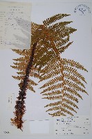 藏品(藏布鱗毛蕨)的圖片