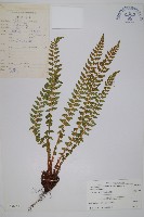 藏品(寶興耳蕨)的圖片