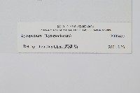 藏品(玉山石松)的圖片