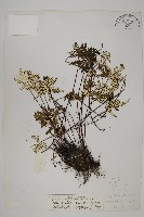 藏品(硫黃粉背蕨)的圖片