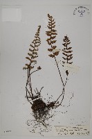 藏品(歐洲金毛裸蕨)的圖片