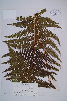 藏品(蹄蓋蕨)的圖片