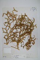 藏品(石松)的圖片