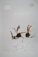 藏品(偽網眼瓦葦)的圖片