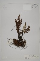 藏品(滇西金毛裸蕨)的圖片