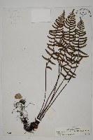 藏品(滇西金毛裸蕨)的圖片