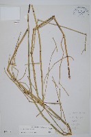 藏品()的圖片