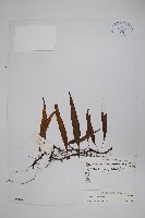 藏品(偽網眼瓦葦)的圖片