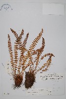 藏品(杜氏耳蕨)的圖片