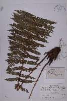 藏品(圓齒軸鱗蕨)的圖片