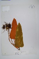 藏品(盧山石葦)的圖片