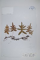 藏品(陜西假瘤蕨)的圖片