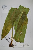 藏品(膜葉星蕨)的圖片