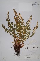 藏品(寶興耳蕨)的圖片