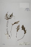 藏品(滇西旱蕨)的圖片