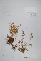 藏品(珠蕨)的圖片