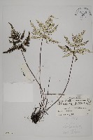 藏品(五角葉粉背蕨)的圖片