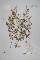 藏品(華西薄鱗蕨)的圖片