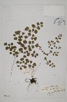 藏品(長蓋鐵線蕨)的圖片