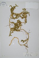 藏品(石松)的圖片