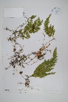 藏品(密葉卷柏)的圖片