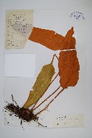 藏品(氈毛石韋)的圖片