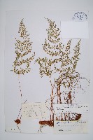 藏品(宿枝小膜蓋蕨)的圖片