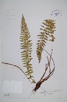 藏品(工布耳蕨)的圖片