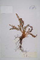 藏品(玉龍蕨)的圖片