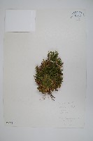 藏品(墊狀卷柏)的圖片