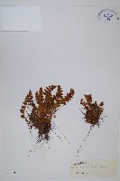 藏品(蜘蛛岩蕨)的圖片