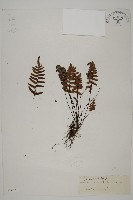 藏品(滇西金毛裸蕨)的圖片