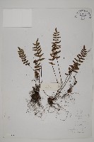 藏品(滇西金毛裸蕨)的圖片