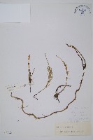 藏品(問荊)的圖片